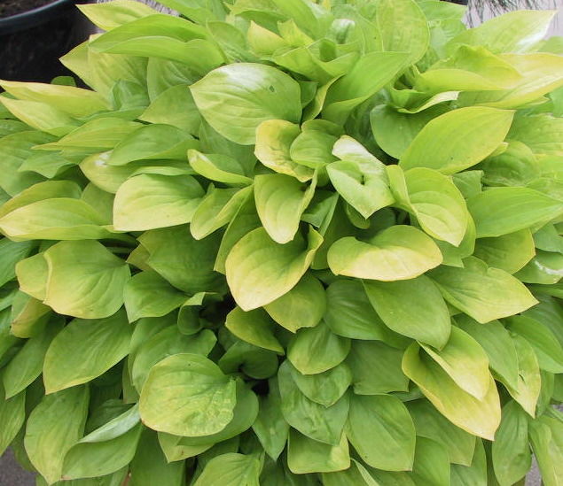 Hosta Hybride Lemonade 09.jpg